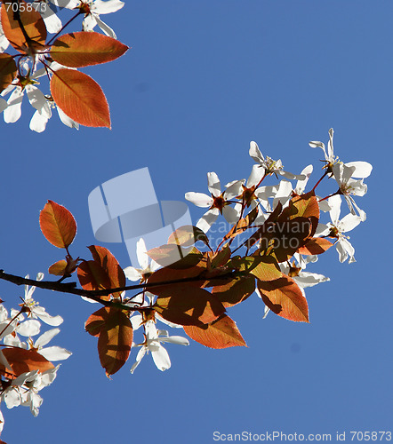 Image of Cherry Blossoms Against Blue Sky