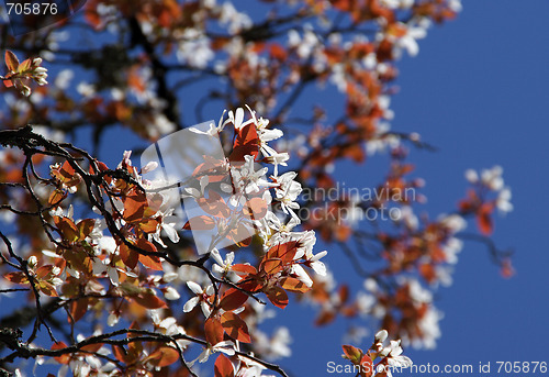 Image of Spring Cherry Blossoms
