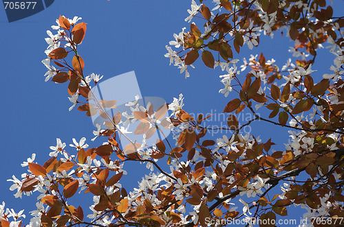 Image of Cherry Blossoms Against Clear Sky