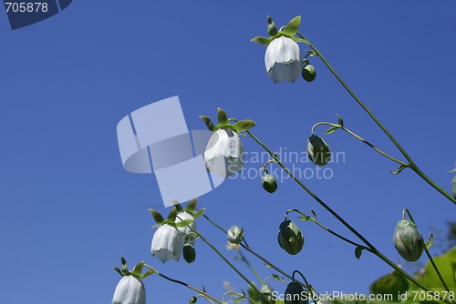 Image of Bellflowers Codonopsis