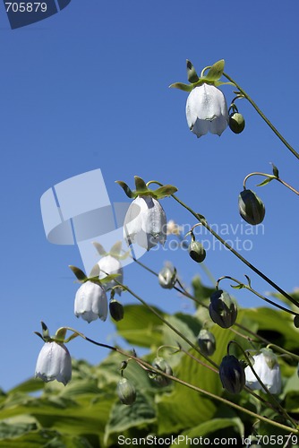 Image of Flower Codonopsis alata