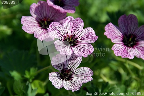 Image of Geranium Flowers