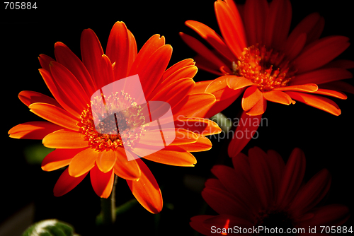 Image of Red Gerbera Lit Up