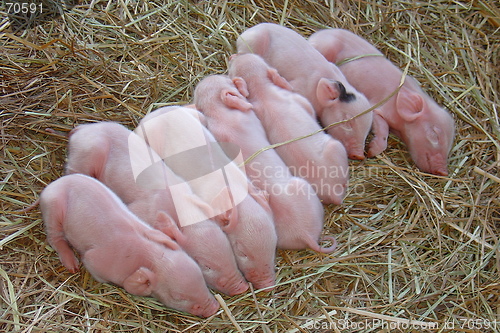 Image of Little pigs