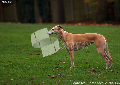 Image of Greyhound