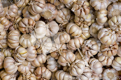 Image of garlic