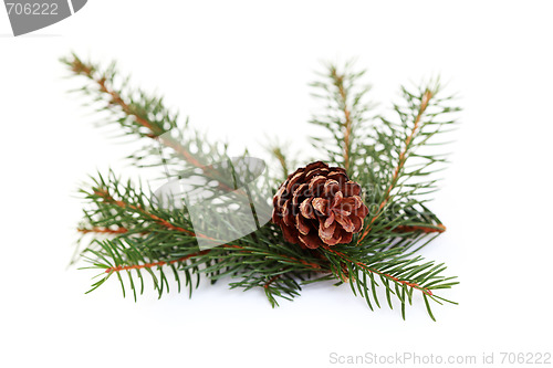 Image of fir tree