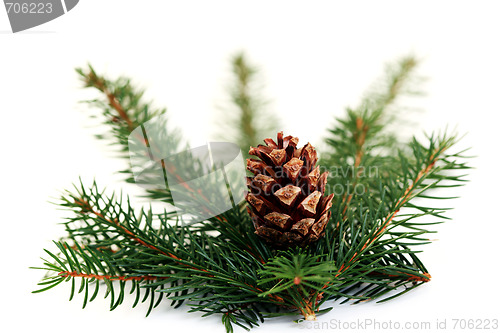 Image of fir tree