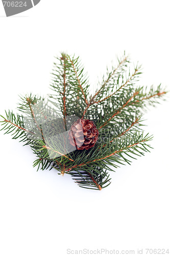 Image of fir tree