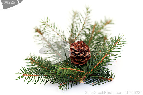Image of fir tree