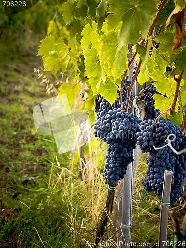 Image of Grapes on The Vine