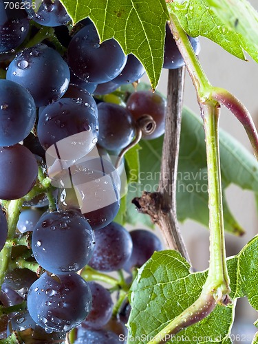 Image of Grapes on The Vine