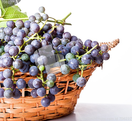 Image of Grapes on The Vine