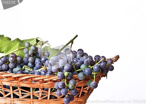 Image of Grapes on The Vine