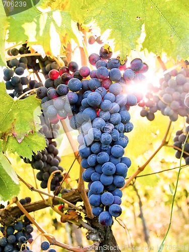 Image of Grapes on The Vine