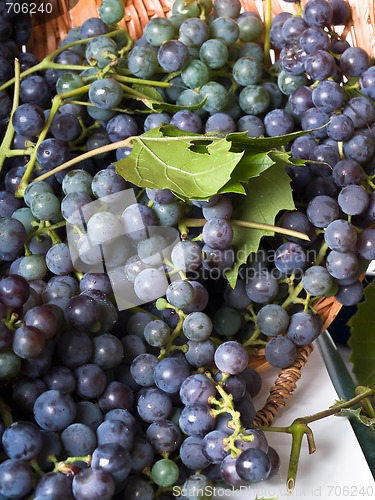 Image of Grapes on The Vine