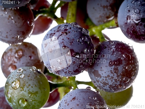 Image of Grapes on The Vine