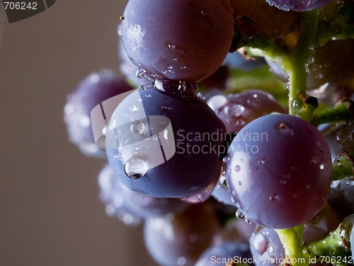 Image of Grapes on The Vine