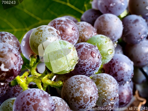 Image of Grapes on The Vine