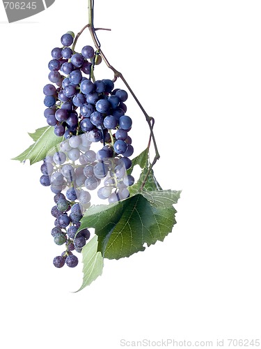 Image of Grapes on The Vine