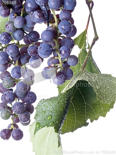 Image of Grapes on The Vine