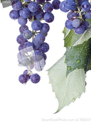 Image of Grapes on The Vine