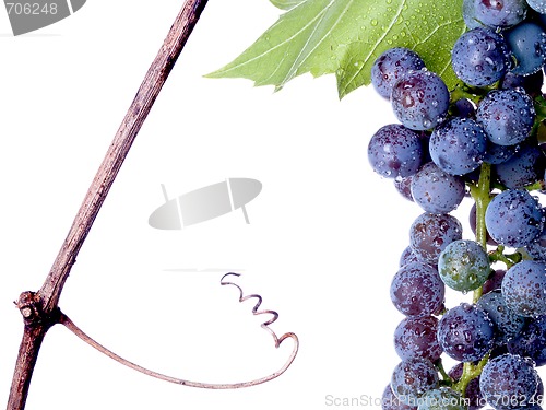 Image of Grapes on The Vine