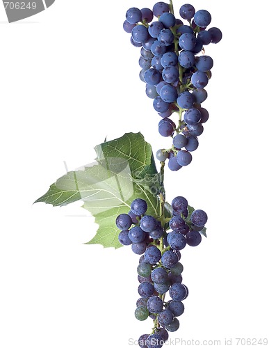 Image of Grapes on The Vine