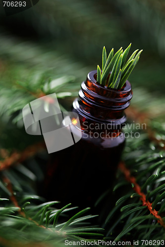 Image of fir tree essential oil