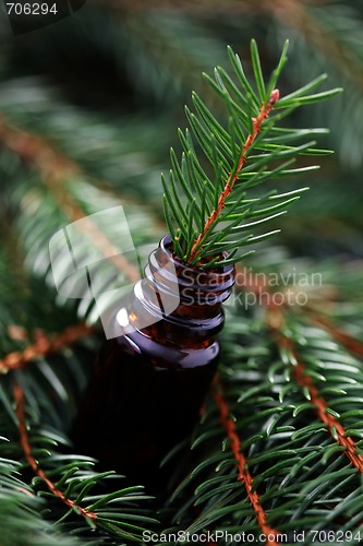 Image of fir tree essential oil