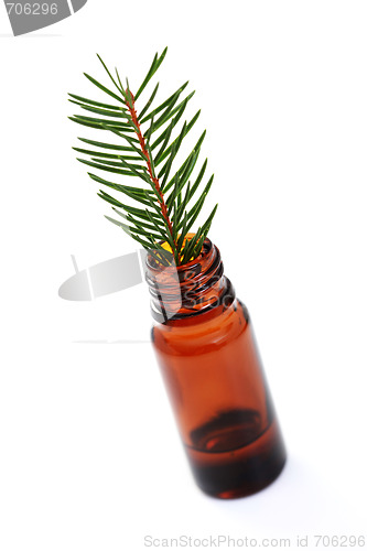 Image of fir tree essential oil