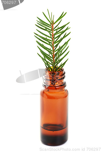 Image of fir tree essential oil