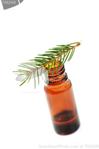 Image of fir tree essential oil