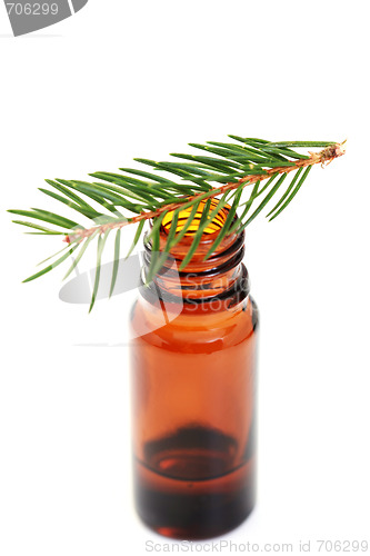 Image of fir tree essential oil