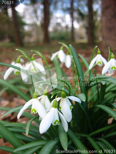 Image of Snowdrops