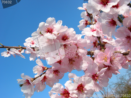 Image of Cherry flowers