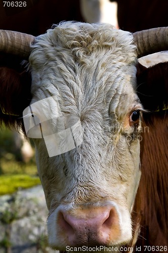 Image of cows head