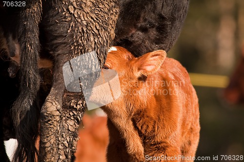Image of Calf and cow