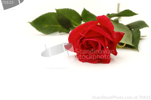 Image of Red rose