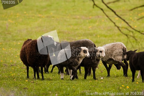 Image of sheep