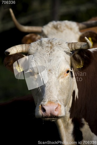 Image of Cows head