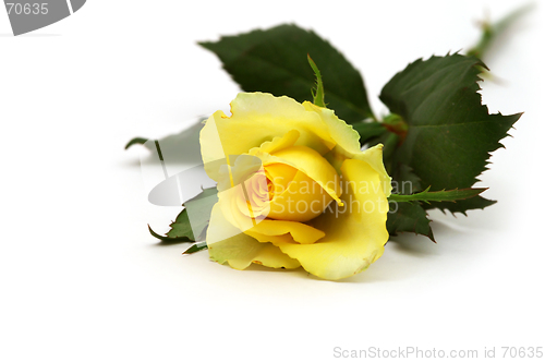 Image of Yellow rose