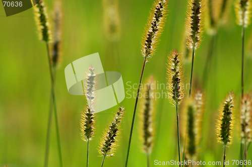 Image of Grass