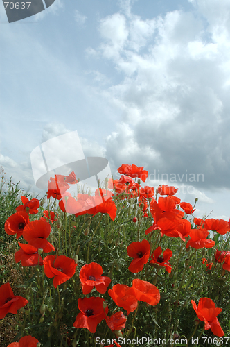 Image of Poppies