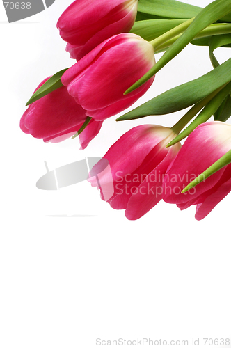 Image of Tulips