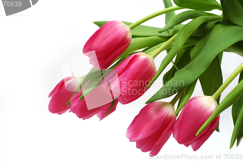 Image of Tulips