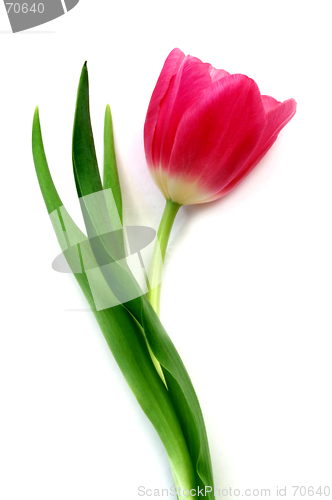 Image of Tulip