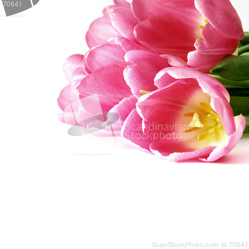 Image of Tulips