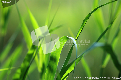 Image of Green grass