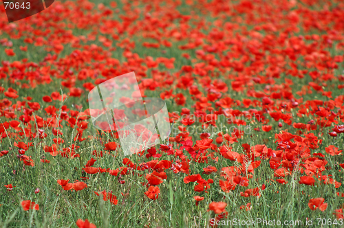 Image of Field of red poppies